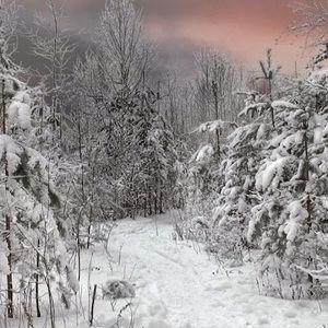 Meet your Posher, Rosa